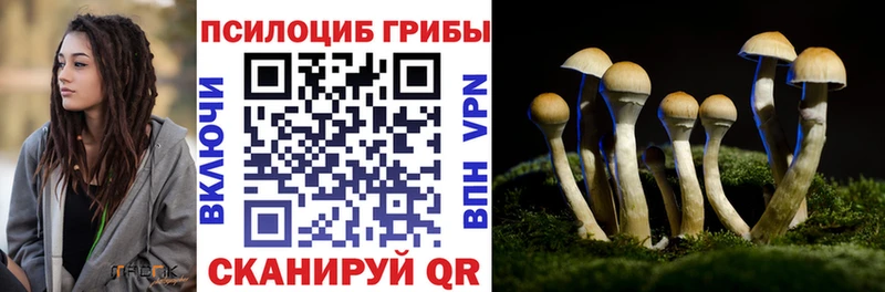 продажа наркотиков  Сухиничи  Галлюциногенные грибы Cubensis 